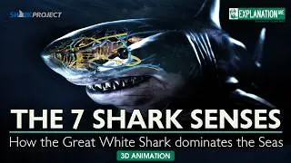 Secrets of the Deep - How the Great White Shark Dominates the Seas!