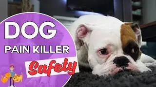 Are Pain Killers Safe for Dogs?  (side effects and reducing the risk)