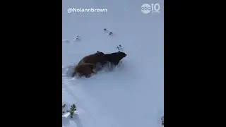 Video shows Tahoe bears roaming near ski trail at Heavenly resort