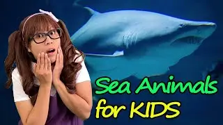 Sea Animals | Educational Video for Kids
