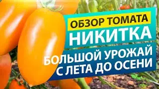 Томат НИКИТКА. В САЛАТ и в БАНКУ!