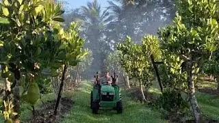 Foliar fertilising the Jackfruit trees