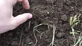 К чему приводят поздние сроки сева?!