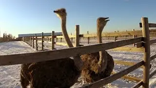 Поездка на экоферму Изборский страус