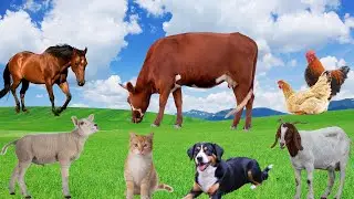 Animal Sounds Around Us: Cow, Dog, Cat, Sheep, Horse, Goat - Animal Video