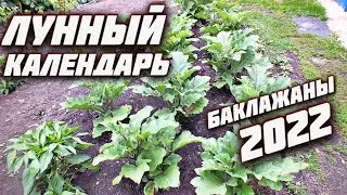 Лунный календарь посадки баклажан 2022!  Когда сажать баклажаны на рассаду в 2022 году?