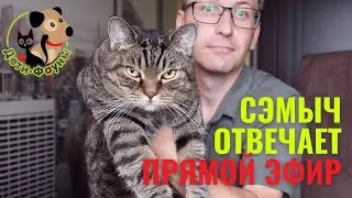 Ответы  на вопросы о кошках и собаках 1.10.2023