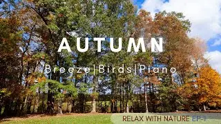 Soothing & Relaxing Windy Woodline Nature Scenery | Soft Piano & Birdsong