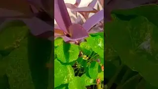 The Wild World of Plant Beauty Trends #shorts #viral #viralvideo #trendingshorts #garden #plants