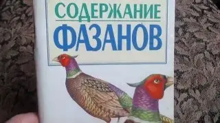 Разведение Фазанов. Полезная информация для желающих. // Олег Карп