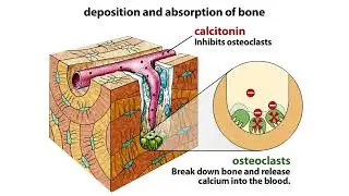 Hormonal Regulation of Calcium Animation  #endocrine  #BoneHealth