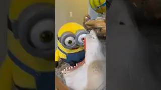 SHARK PUPPET VS MINION!