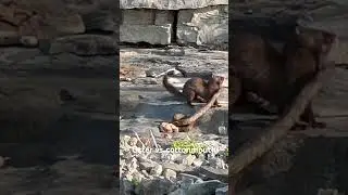 Otter vs cottonmouth at table rock lake 