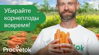 СРОЧНО ВЫКОПАЙТЕ МОРКОВЬ И СВЁКЛУ, если увидите эти признаки! Корнеплоды сочные и лежат до весны