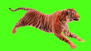 tiger run || green screen video || tiger green screen || green screen tiger