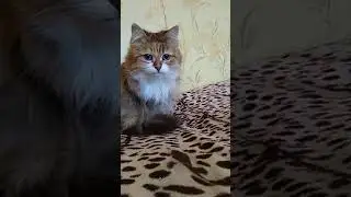 Самая красивая кошка и крыса дружат!!! 😼 Самые красивые кошки   Кошка и крыса