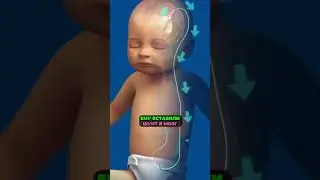 Самый МАЛЕНЬКИЙ МОЗГ на земле!