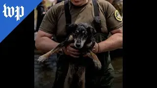 Pets and animals rescued after dam breach in Kherson