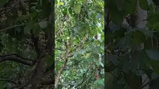 mama panen buah duku 06 mama pungutin duku yang jatuh