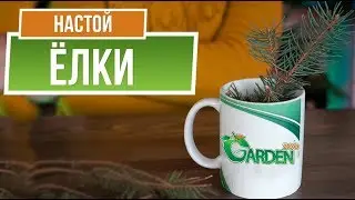 Целебные свойства Ёлки 🎄 Настой иголок сосны 🎄 Народные рецепты