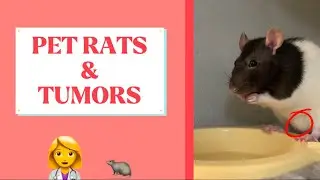 Let’s Talk About Pet Rats And Tumors