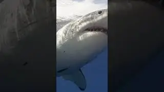 Great White passes overhead #sharks #shorts #wildlifephotography #animals #nature #fish