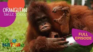 How to Speak Orangutan | Orangutan Jungle School 205