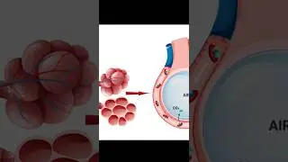 Surface Area | Alveoli & Pulmonary Capillaries #physiology #lungs #respiration