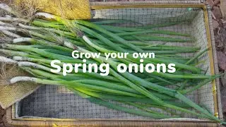 How to grow your own spring onions | Love The Garden