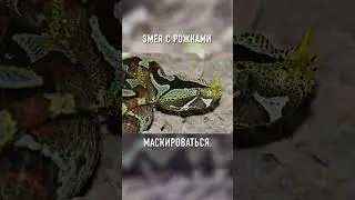 Необычная ЗМЕЯ НОСОРОГ 