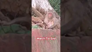 Baby Monkey Playing #shortvideo #shorts @viral #shortsfeed