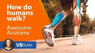 How do humans walk?