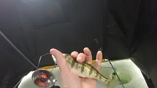 Ice fishing for Perch on Muskegon Lake