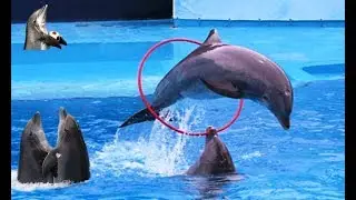 Amazing Dolphin Show