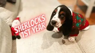 Basset Hound Puppy - My 1st year - Sherlock the Basset