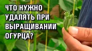 ЧТО НУЖНО УДАЛЯТЬ НА ОГУРЦАХ ПРИ ВЫРАЩИВАНИИ?