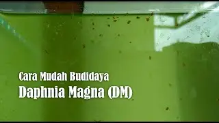 Cara Mudah Budidaya Daphnia Magna (DM)