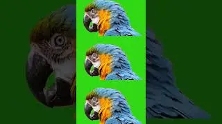 Parrot #greenbackground #greenscreen #background #animation #greenscreenfootage #chromakey #art