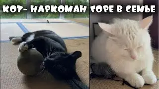 КОТА ВШТЫРИЛО ОТ ШАРА МЯТЫ 😂 | ZUBAREFFF | Зубарев #юмор #кот