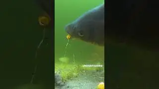 All the things going on underwater while we won't catch😅