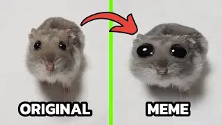 Sad Hamster Original vs MEME