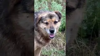 #dog