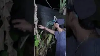 DI POHON PISANG TERNYATA ADA SARANG POCONG BENERAN BOCIL GA GERAK 