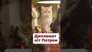 Як вам український дипломат кіт Патрон? 🐈🥰 #посол #мельник #бразилія