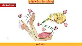 9th Science | Chapter#15 | Topic#09 | परिघीय चेतासंस्था | Marathi Medium