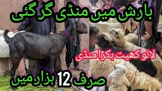 Lalukhet Bakra Mandi Barish Ki Waja Sy Sasti Hogai | Goat farming | Sheep | livestock | 23-July-2023