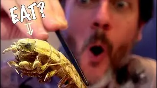 I ate giant isopod@ Japan's Most Exotic Restaurant (with  Maggots/Sparrows/Bears)