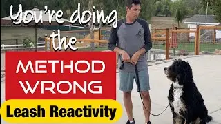 Does your dog have leash reactivity or pull?// WATCH