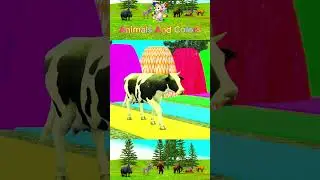 Cow video Animals Animation #cow #tiger #cartoon