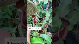 Reply to @lavenderrain02 our own #LittleShopofHorrors 😁🌿✨ #plantlover #nepenthes #carnivorousplan